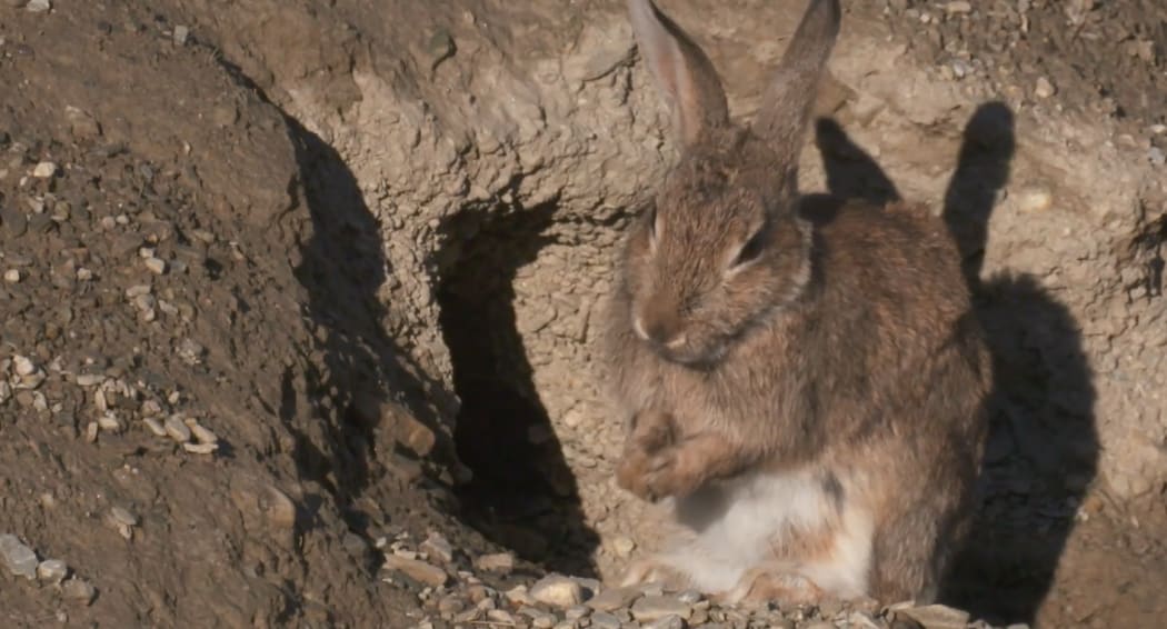 One of the rabbits in the cast of thousands in Newsroom's 'Apocalypse Down' series.