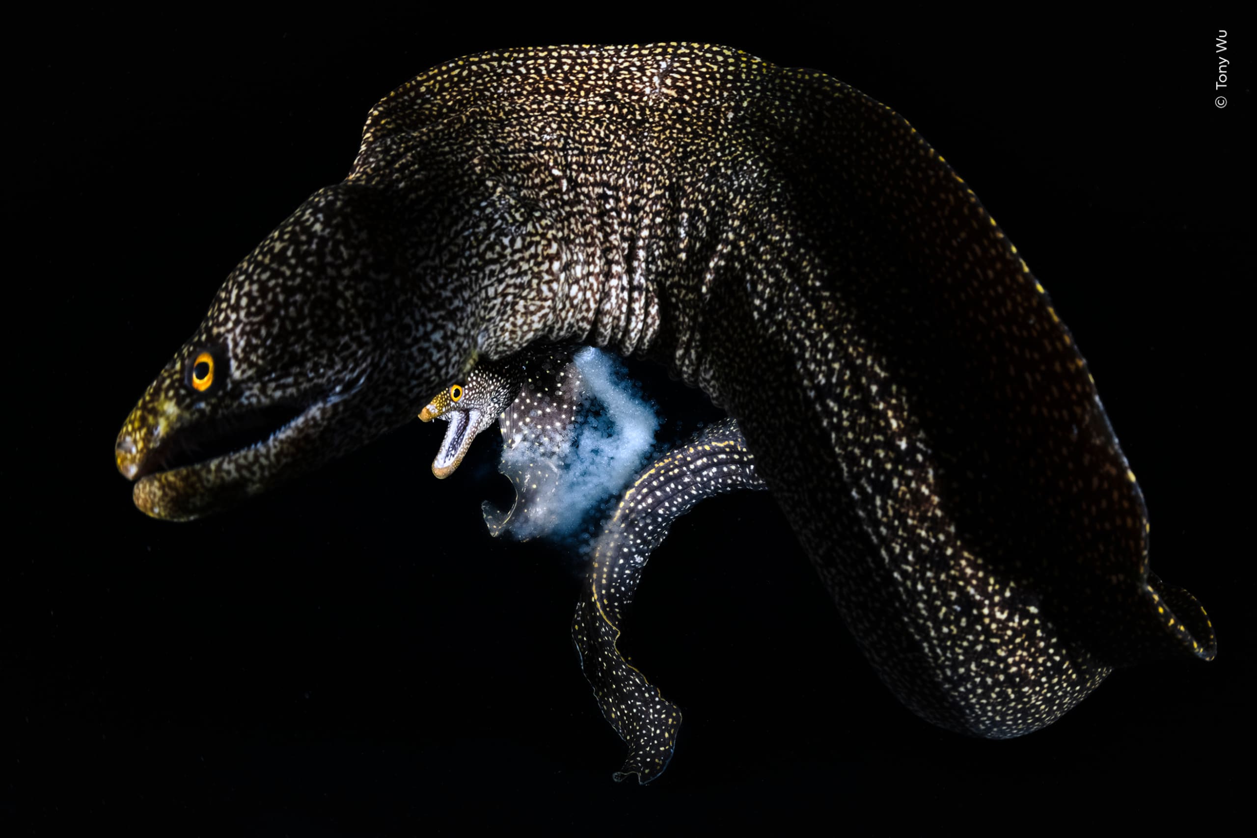 Wildlife Photographer 2026 winners capture powerful images of the ...