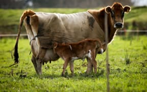 Organic Jersey cow and calf on a Rongotea farm.