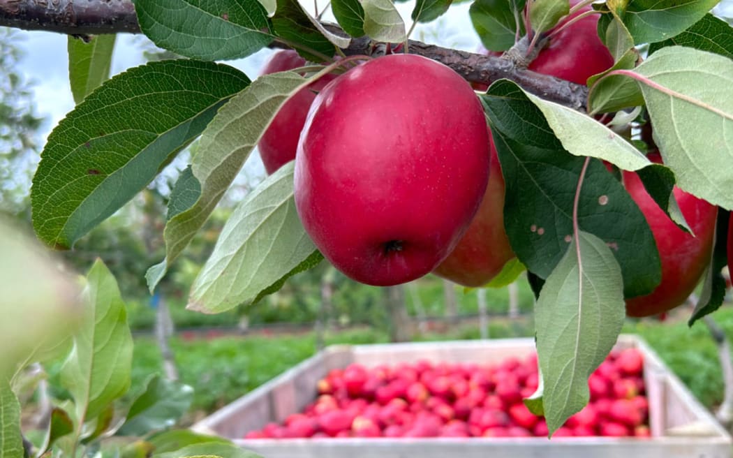 The 'Sassy' apple which was bred by Plant and Food Research can tolerate warmer climates while still developing good red colouring.