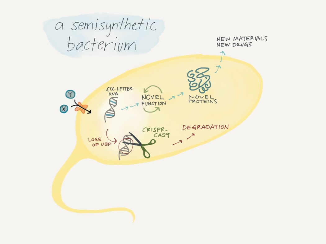 A semisyntetic bacterium