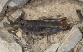 Black eye grasshopper