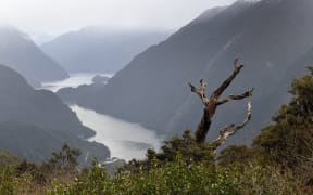Doubtful Sound, Fiordland. A governance group fears for the future of certain fish stocks in the region.