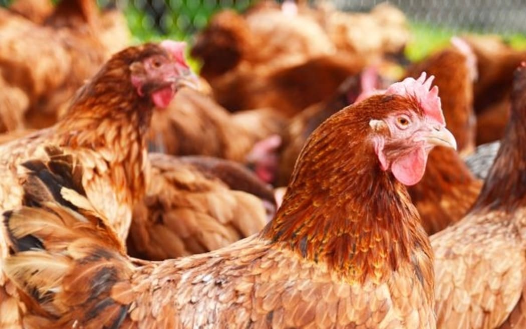 Chickens in a free-range poultry farm (file photo - country unspecified)