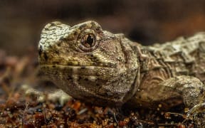 A tuatara hatched at Chester Zoo, UK.