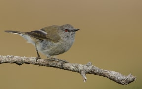 A riroriro, or grey warbler