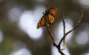 Monarch butterfly (Danaus plexippus) in the forest of, Ocampo municipality, Michoacan state, Mexico.Millions of the butterflies arrive each year to breed, after travelling more than 4500km from the United States and Canada.