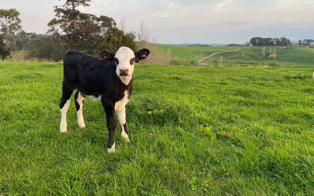 Calving is done and dusted for most parts of the country.