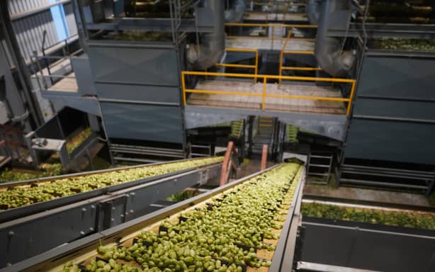 Hop farmers work to brew new markets; expand US, despite export hurdles ...
