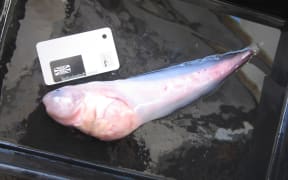 One of the five hadal snail fish caught.
