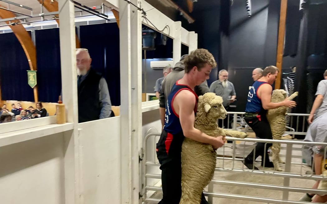 Feilding High School's hall has become a woolshed as the school held it's annual shearing competition, 4/06/2025.