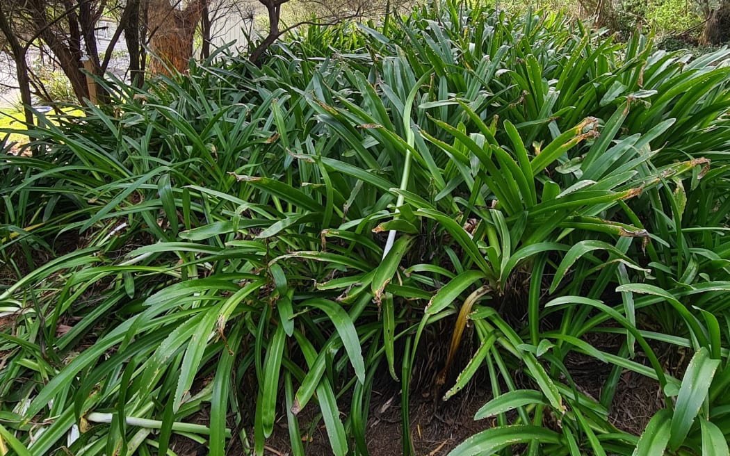 Holly Neill's garden before she started working on it