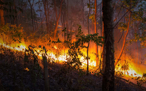 Flames in undergrowth - generic image.