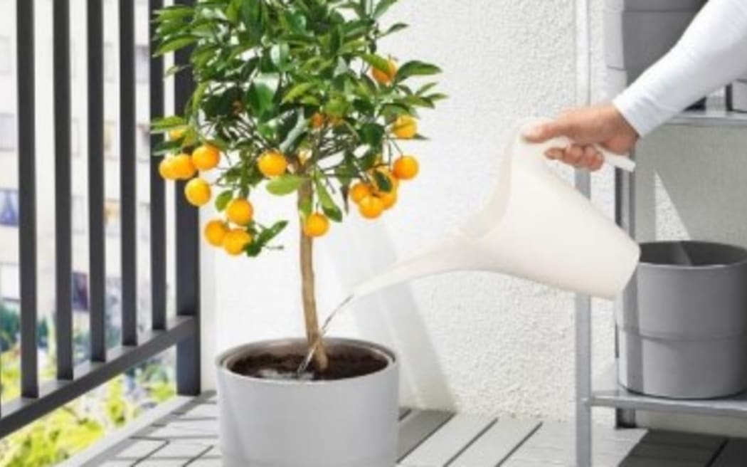 The IKEA PS 2002 Watering can, white, 1.2 l. $4.99