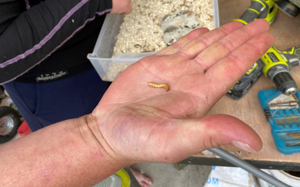 The larvae of the beetle, or mealworm, is the insect-eating at the Little Insect Farm.