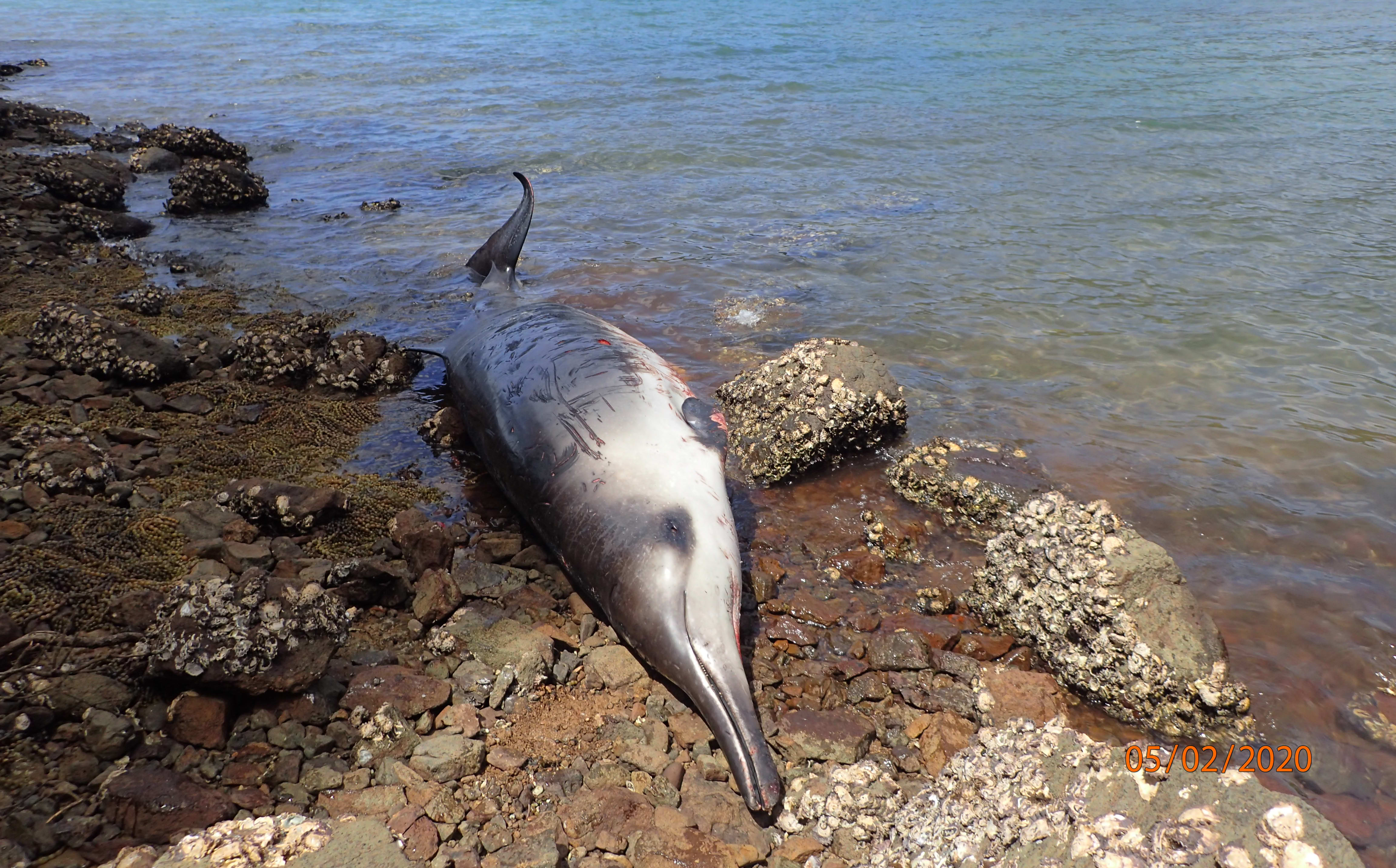 One of the Gray's beaked whales that beached.