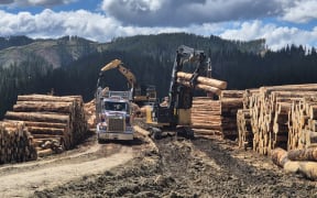 Pine forestry harvesting in Waimata Valley near Gisborne.