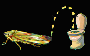 Sharpshooter insect graphic - It can fire droplets of pee using a little catapult built into its bum.