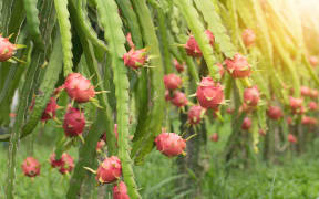 File photo of dragon fruit.