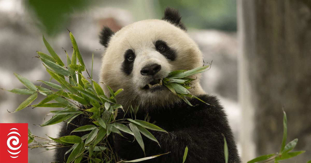 China’s newest panda diplomats headed for US | RNZ News
