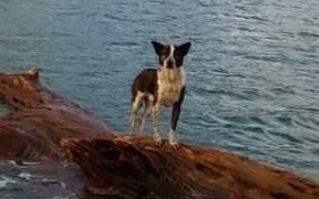 The dog rescued by the navy.