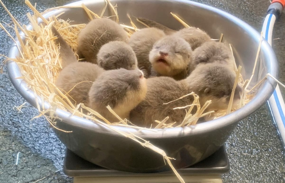 Five baby Asian small-clawed otters were born at Auckland Zoo in September, 2020.
