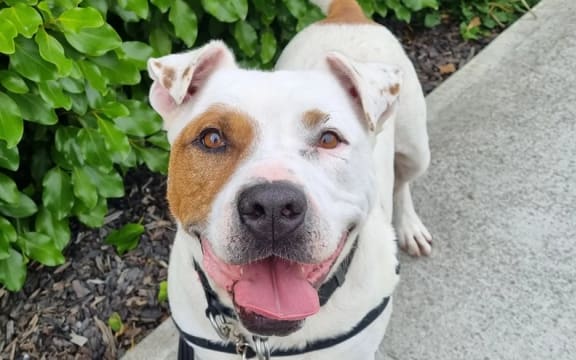 Barry - a seven year old cross breed - was found tethered in poor conditions before he was taken to the SPCA's the Masterton Centre over 430 days ago.