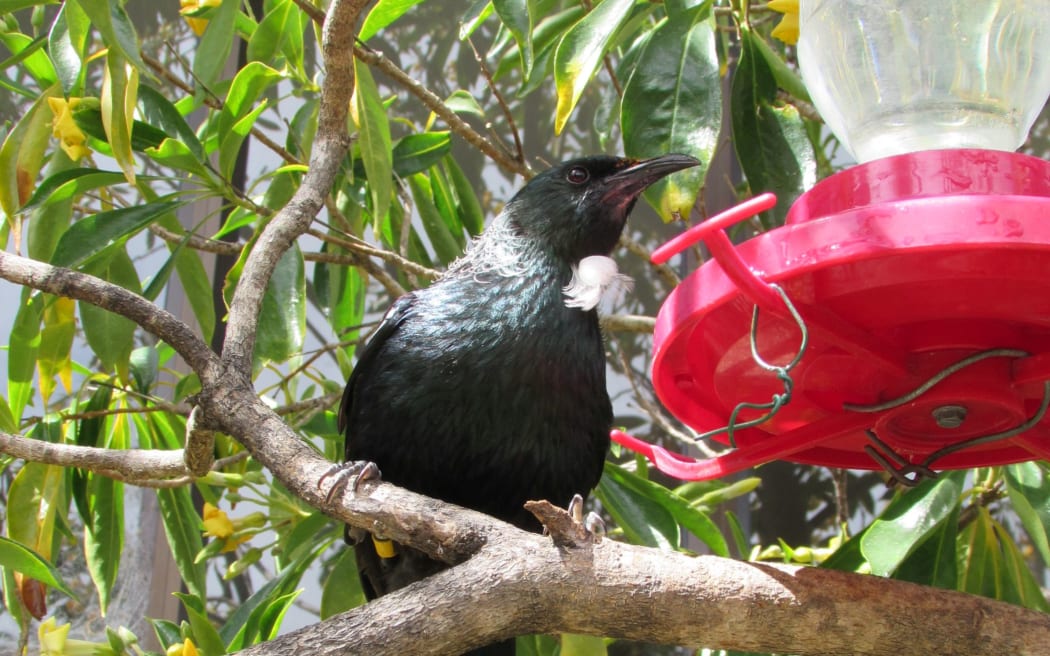 Tui at feeder