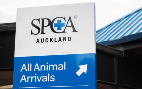 The Mangere SPCA in Auckland