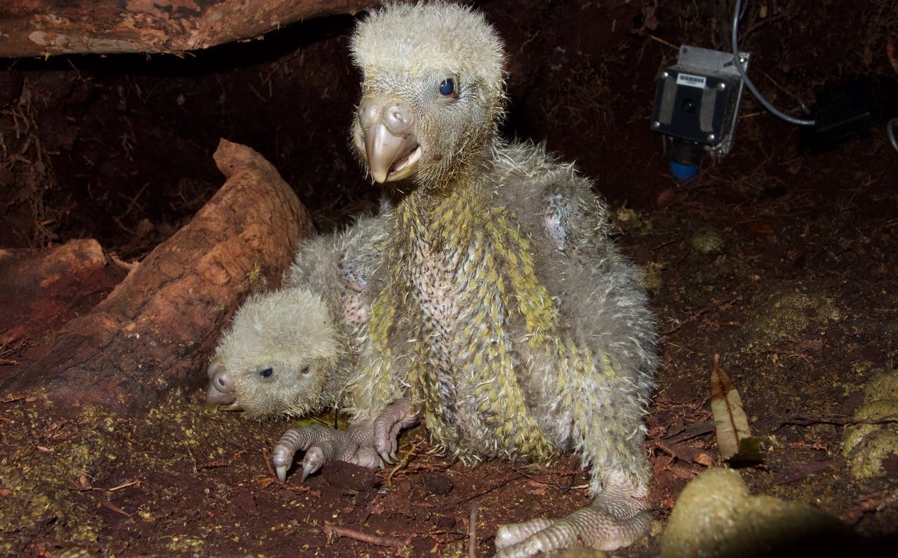 Two kākāpō chicks that are nearly a month old, thriving in a nest on Anchor Island in Fiordland.