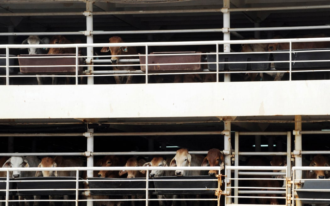 Australian cattle wait to be offloaded from a transport ship in Jakarta on June 8, 2011. Australia on June 8 suspended all live cattle exports to Indonesia for up to six months after a public outcry following shocking images of mistreatment in slaughterhouses. AFP PHOTO / ADEK BERRY (Photo by ADEK BERRY / AFP)