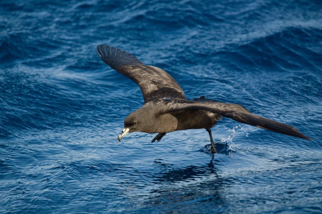 Black Petrel