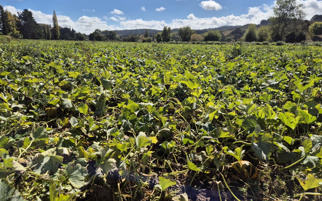 The couple have about 10-ha planted in pumpkins.