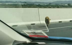 The pig was restrained by police after jumping from a vehicle on the motorway.