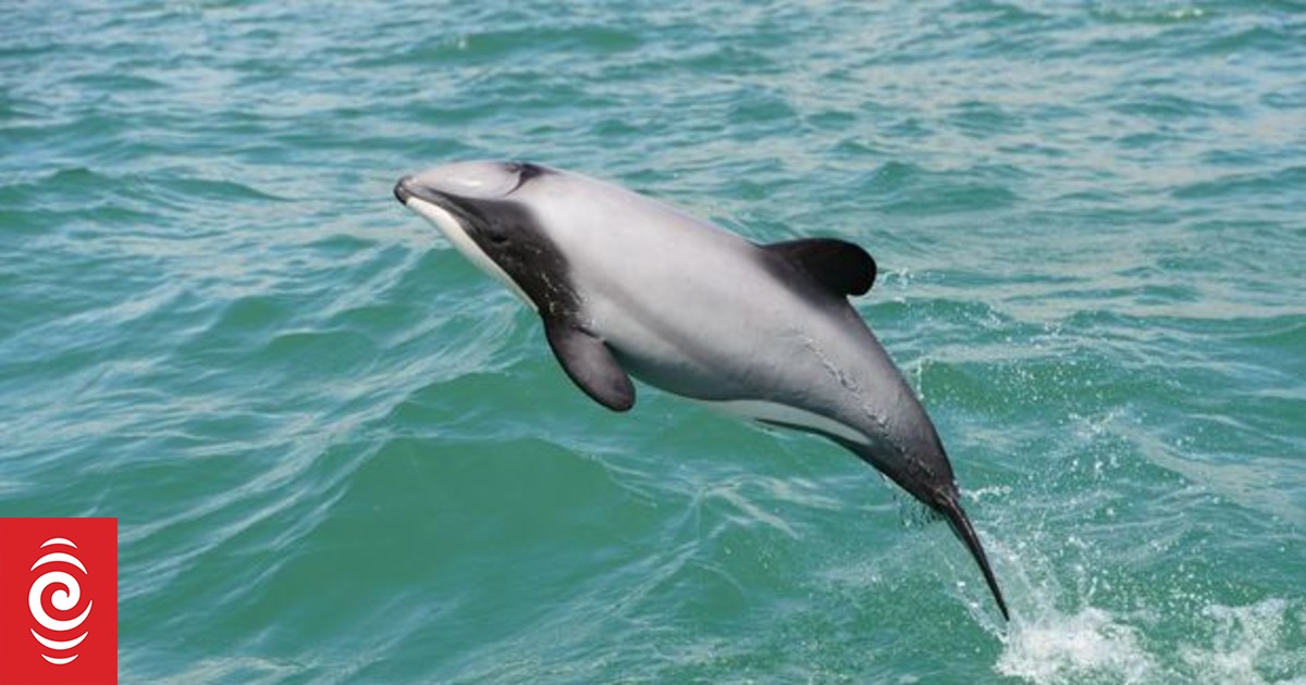 Five Hector's dolphins killed in fisher's net | RNZ News