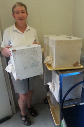 A photo of Dallas Bishop in her insectary with caged flies