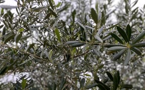 Olive trees at Puketi are yet to produce a bumper crop.