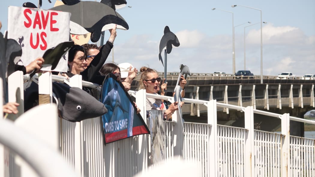 dolphin saving protesters