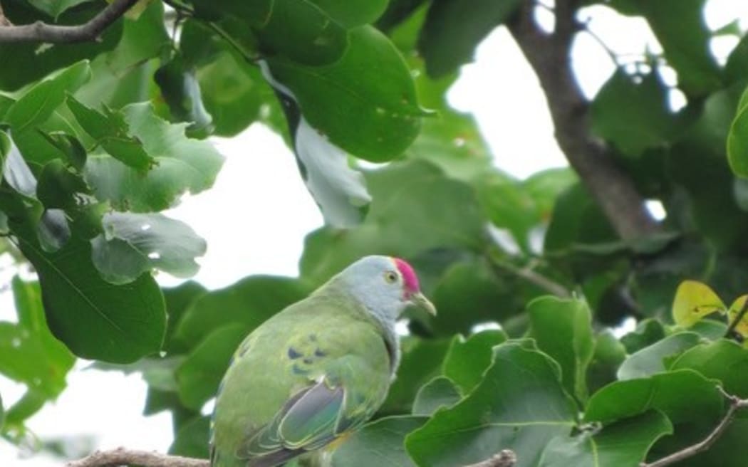 On Saipan, the Eurasian Tree Sparrow dominated the count, while Rota saw the Red-footed Booby as the most observed species.