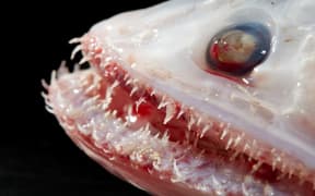 The frightening face of the deep-sea lizardfish.
