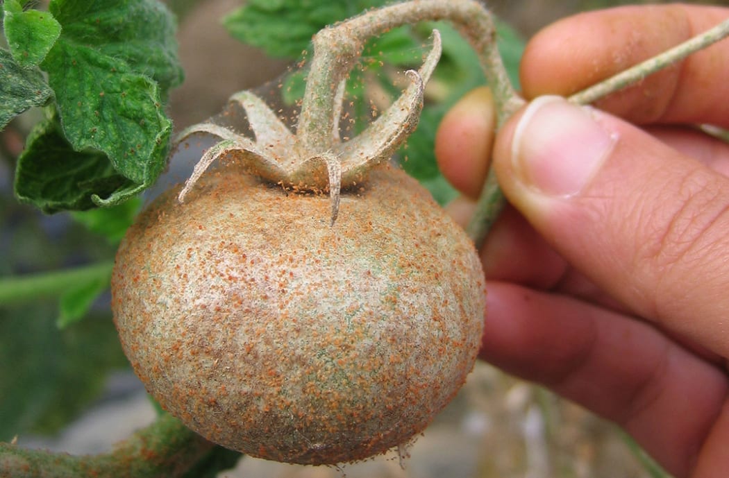 A tomato covered in the red spider mites.