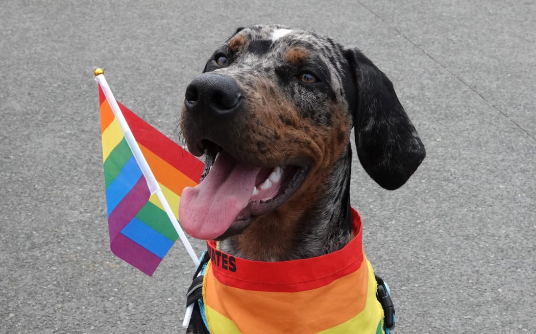 Hooligan shows his colours as a loyal supporter of the rainbow community.