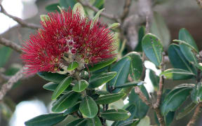 Pohutukawa tree