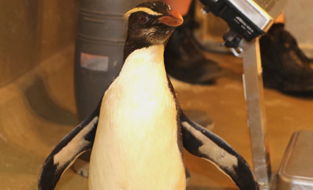 Fiordland penguin 'Roxy' at Perth Zoo.