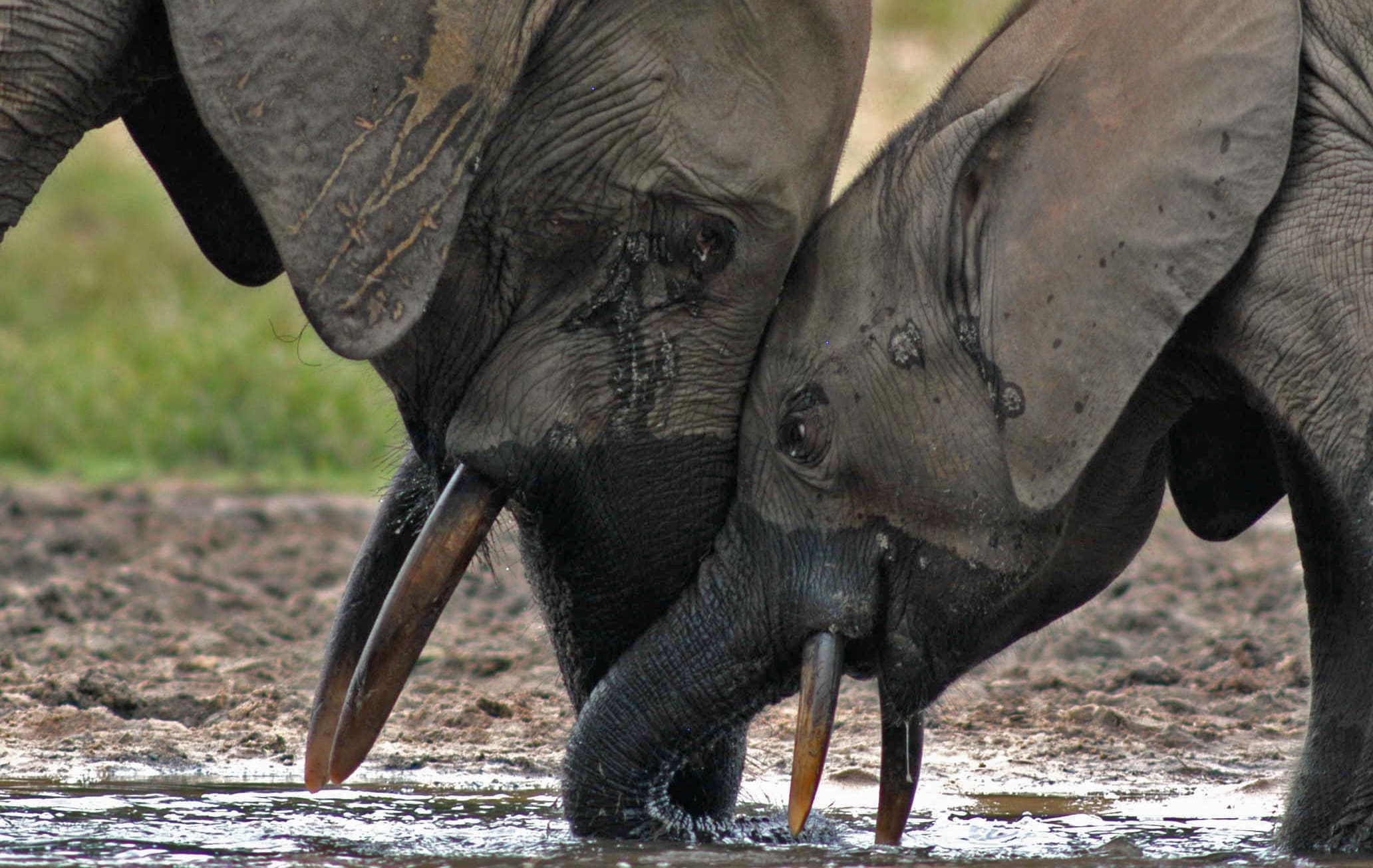 A rare insight into the elusive forest elephants of Africa has just been publsihed, and it says the species could take almost a century to recover from poaching.