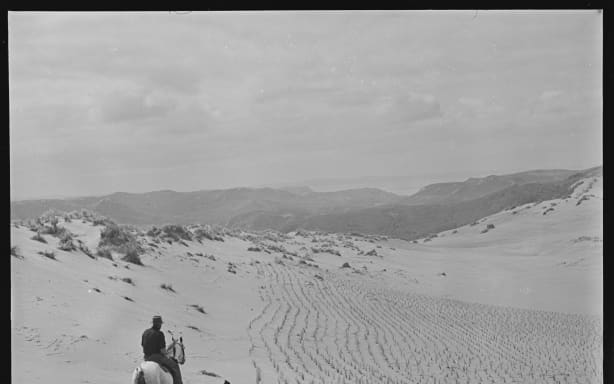 Seedling pine trees planted on sand dunes.