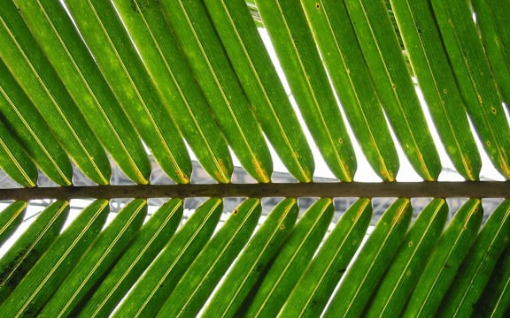 Palm frond.