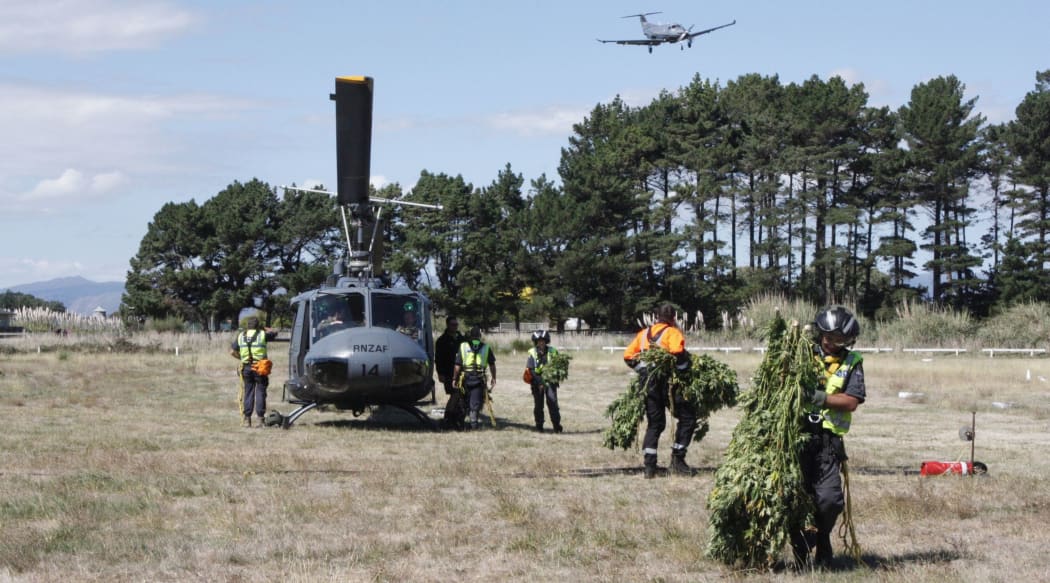 Unloading cannabis plants from a helicopter.