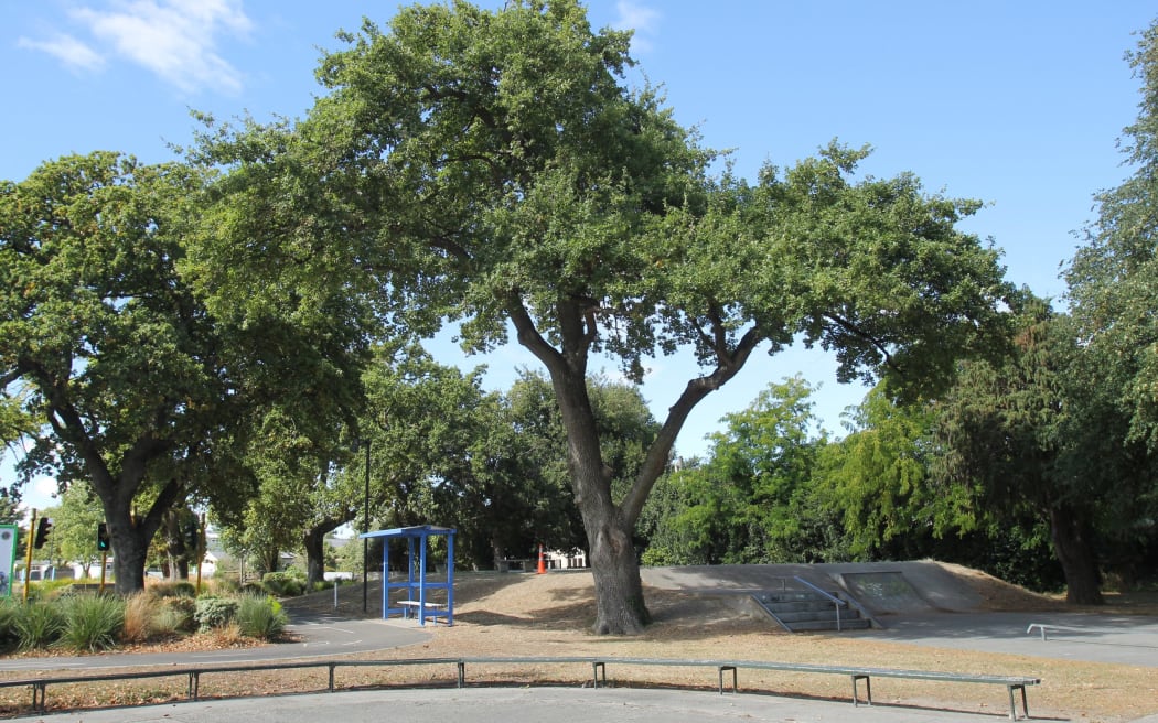 The old oak tree in Carterton will either be pruned or removed. PHOTO/EMILY IRELAND