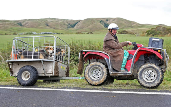 Farmer moving cattle south of Tolaga Bay.